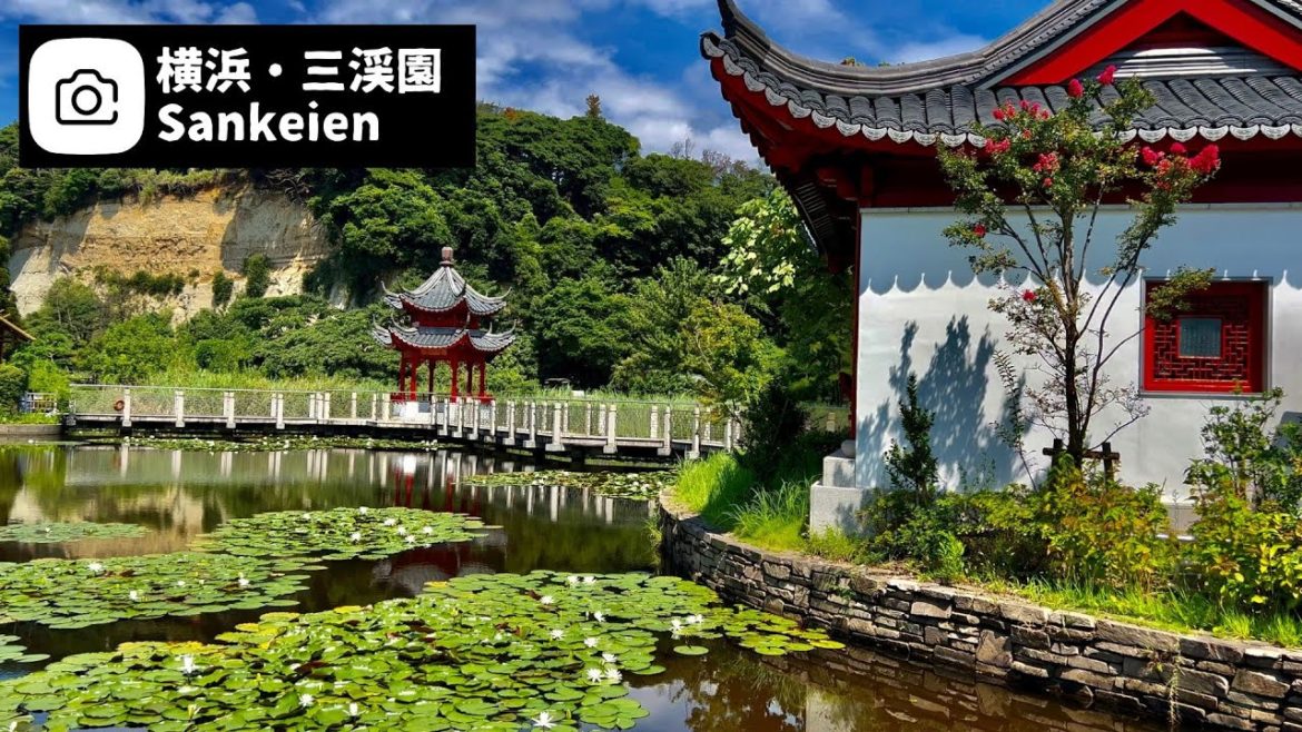 睡蓮が満開！まるで中国に来たような庭園｜上海横浜友好園｜三渓園｜