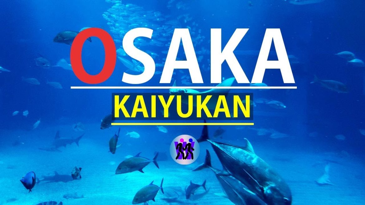 Solo Osaka Aquarium With Me (KAIYUKAN). Solo Osaka Aquarium With Me (KAIYUKAN).
