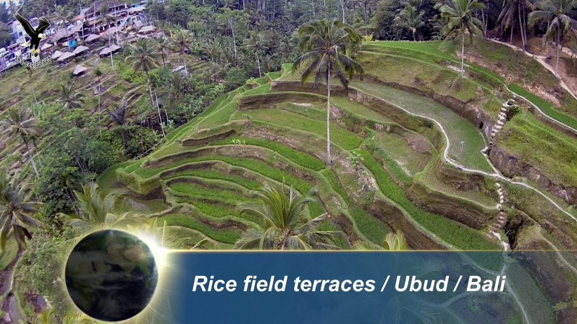 Bali – Tegallalang Rice field terraces / Ubud / overflown with my drone Bali - Tegallalang Rice field terraces / Ubud / overflown with my drone