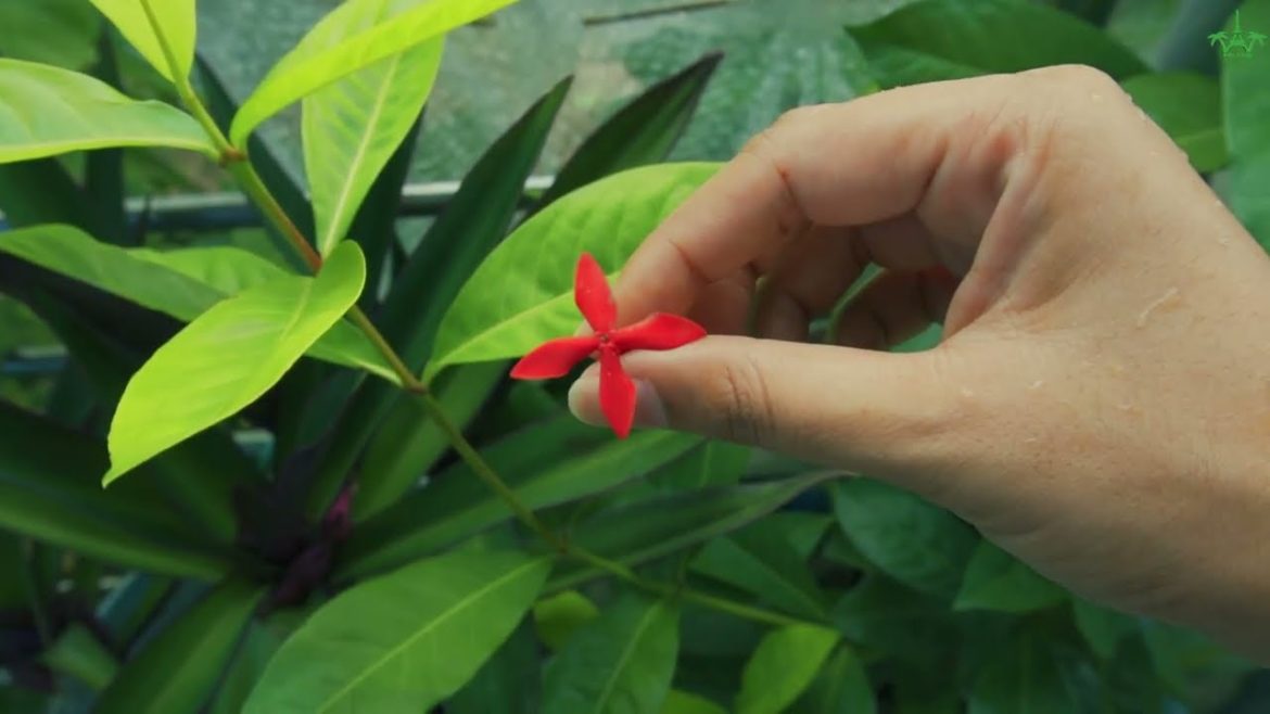 MY BALCONY GARDEN | SONY ZV E10 | CINEMATIC VIDEO