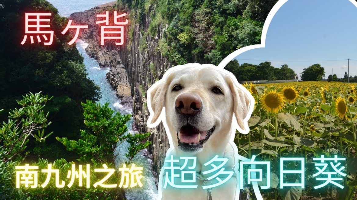 【南九州之旅 EP1】直飛鹿兒島｜日向馬ヶ背展望台，馬背上看懸崖的導盲犬Yoyo｜向日葵花田打卡 ｜宮崎家常料理南蠻雞｜燒肉｜必食超滑溜牛奶布甸｜買日本狗玩具零食給Yoyo超興奮