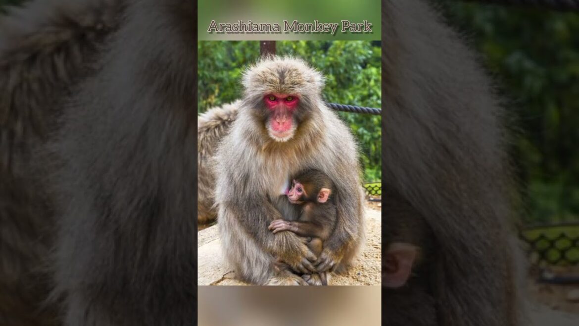 Japan's Beautiful Places 😍🤩 Top-10 Locations 👌👍 #shorts