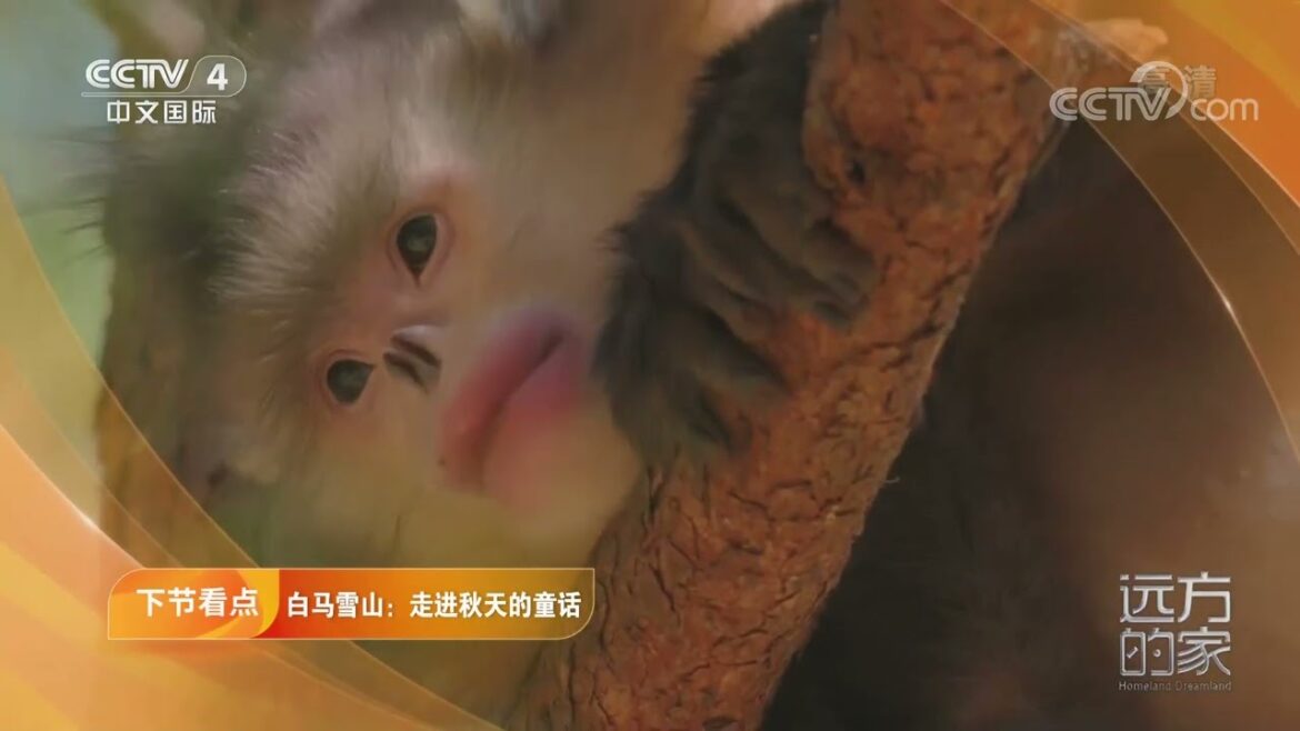 《远方的家》 20220908 行走山水间 白马雪山:走进秋天的童话|CCTV中文国际 《远方的家》 20220908 行走山水间 白马雪山:走进秋天的童话|CCTV中文国际