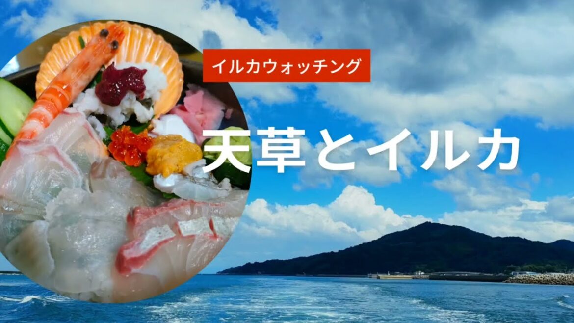 【天草のイルカはカワイイ】dolphin watching〜Japan/kumamoto/amakusa 【天草のイルカはカワイイ】dolphin watching〜Japan/kumamoto/amakusa