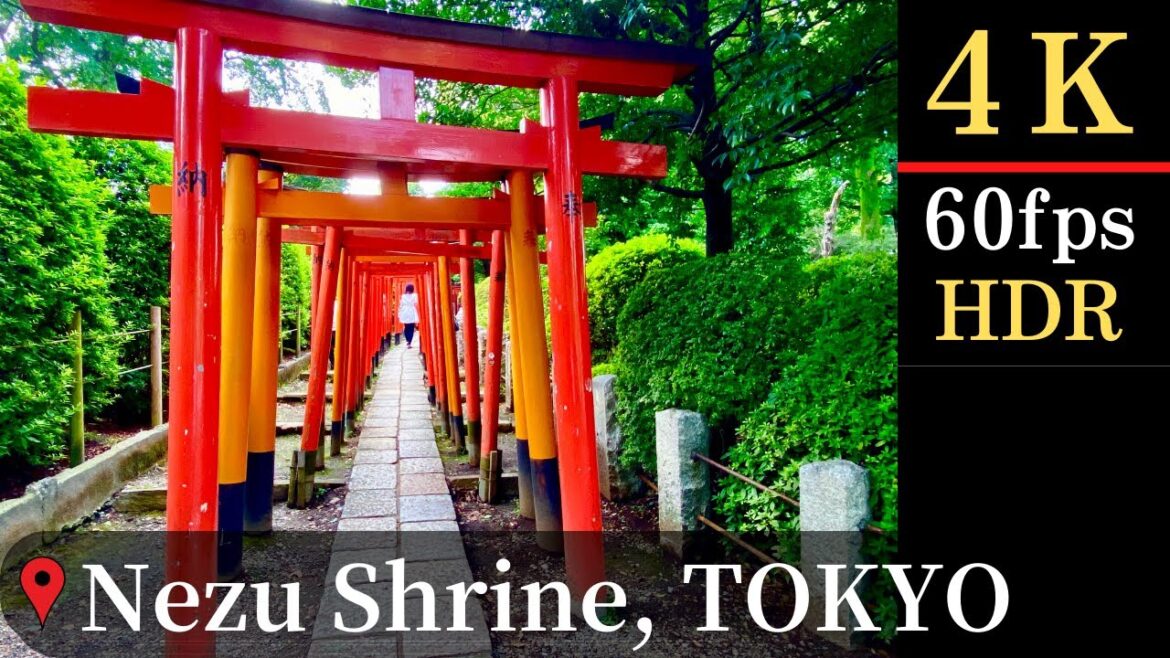 【4K】 Nezu Shrine in Tokyo! Japanese culture, nature and tradition even famous for Anime. Vol. 40