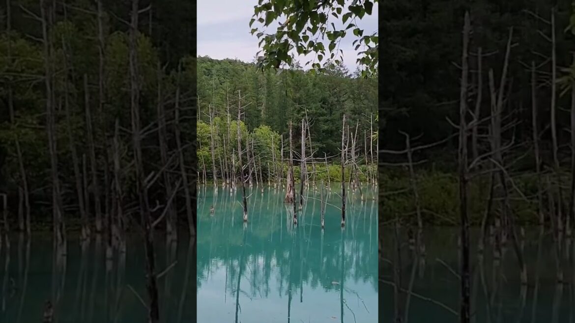 Blue pond in Hokkaido, Japan #youtubeshorts #japan #hokkaido