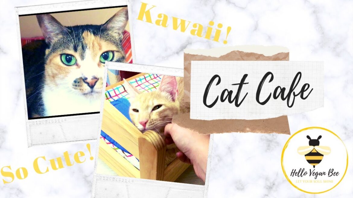 KAWAII JAPANESE RESCUE CAT CAFE OUTING! 🐱🇯🇵DAY IN MY LIFE / TOKYO TRAVEL / VLOG | Hello Vegan Bee 🐝