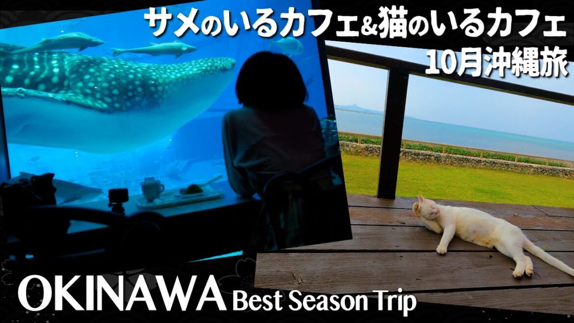 Best season trip in Okinawa, Japan | Cafe with Sharks & Cats, Churaumi Aquarium 沖縄 10月 美ら海水族館 vol.2