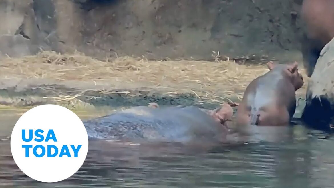 Fritz the hippo is back in spotlight at Cincinnati Zoo | USA TODAY