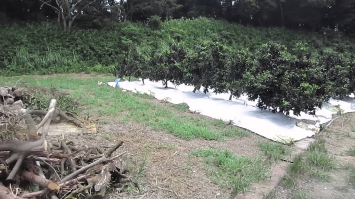 WWOOF Japan - VLOG 4 Maeda Family Farm