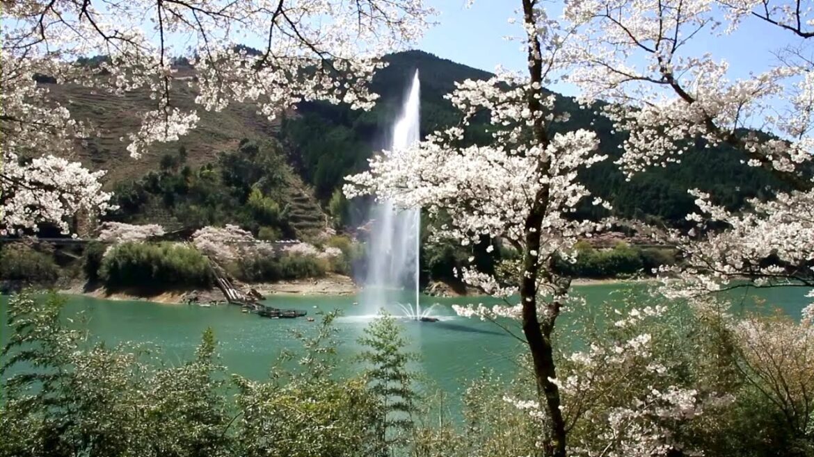 熊本県　市房ダム湖畔の桜 / The lakeside of Ichifusa Dam and cherry blossoms ( Kumamoto, Japan ) [HD]