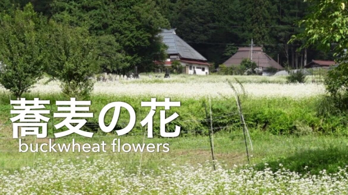 蕎麦の花buckwheat flowers 蕎麦の花buckwheat flowers