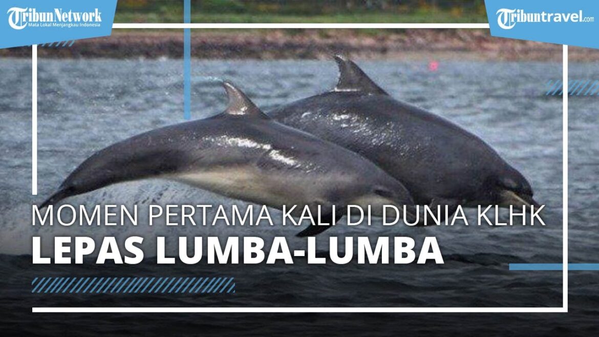 Momen Pertama Kali di Dunia, KLHK Melepasliarkan Lumba-lumba setelah 7 Tahun Jadi Hiburan Wisatawan
