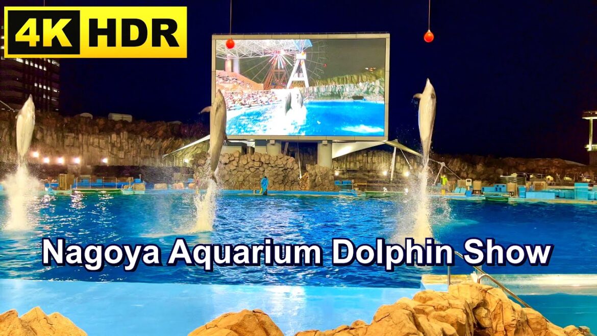 Port of Nagoya Public Aquarium Dolphin Show (4K HDR) 名古屋港水族館 イルカパフォーマンス Port of Nagoya Public Aquarium Dolphin Show (4K HDR) 名古屋港水族館 イルカパフォーマンス