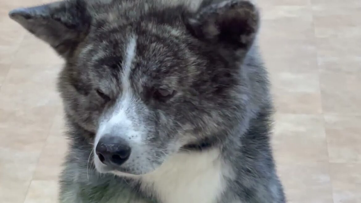 忠犬ハチ公のふるさと大館、秋田犬の里で秋田犬にふれあい😁に行ってきた
