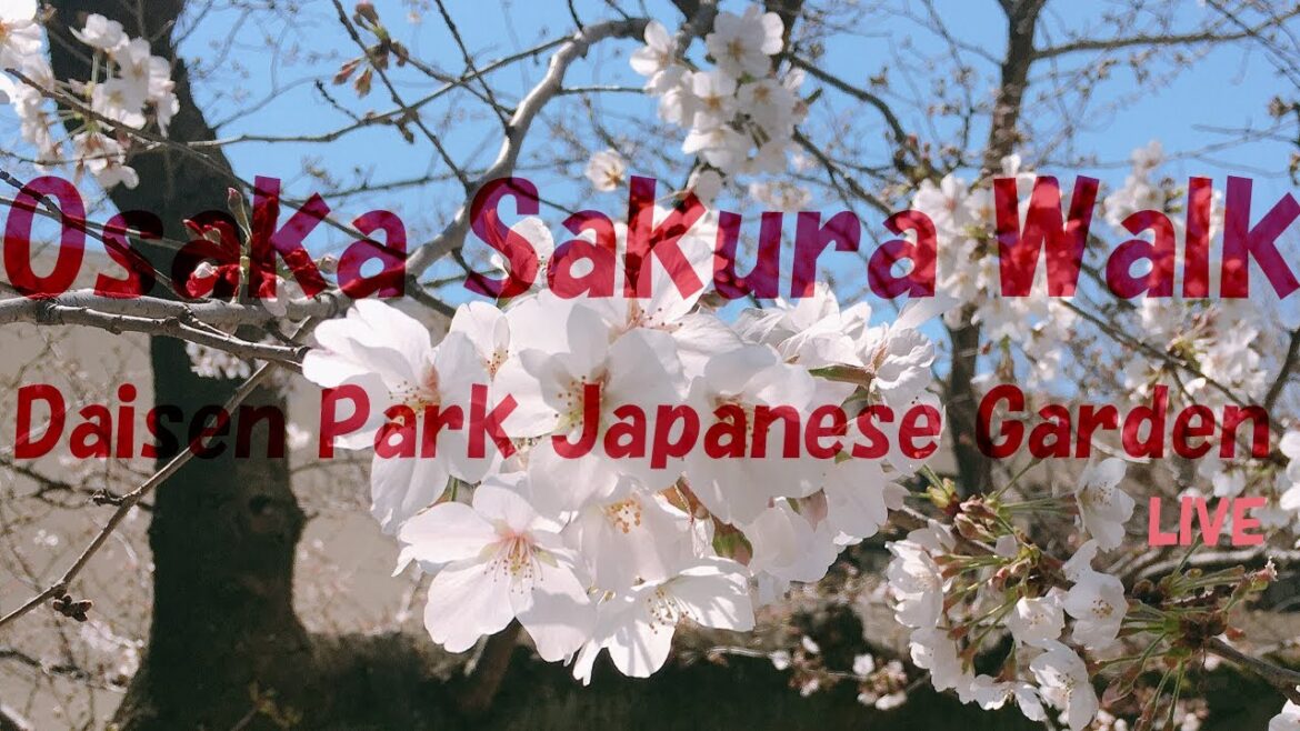 Osaka Sakura Walk from Daisen Park Japanese Garden Live