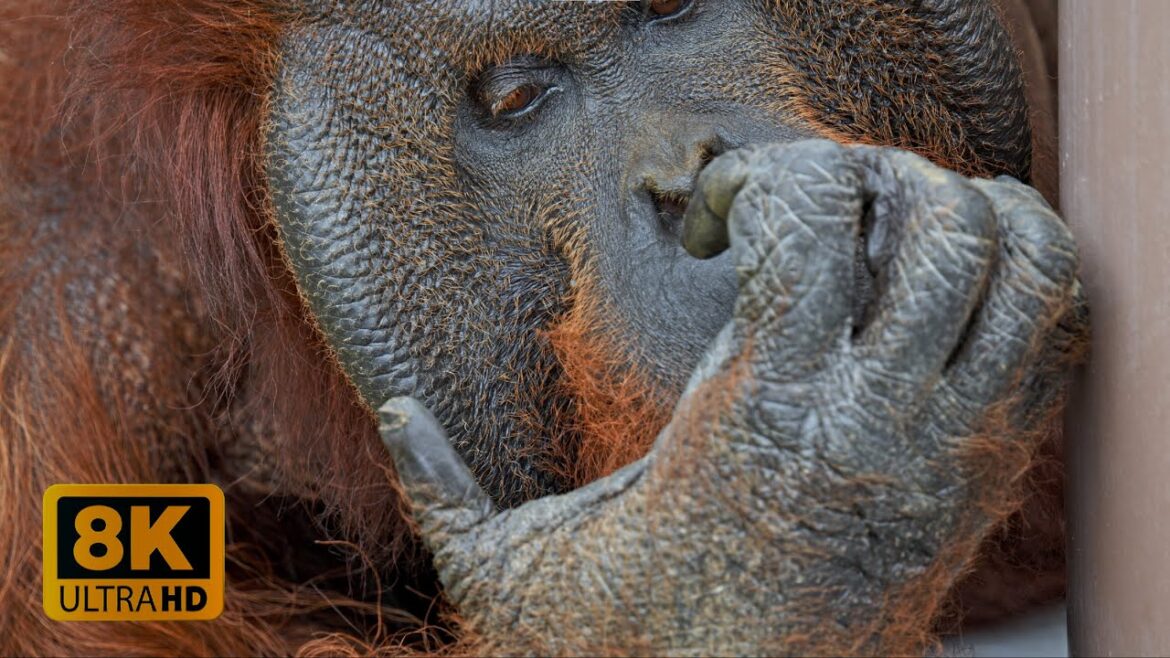 4K 8K Relaxing Behaviors of Zoo Animals in Asahiyama, Hokkaido 2022 4K 8K Relaxing Behaviors of Zoo Animals in Asahiyama, Hokkaido 2022