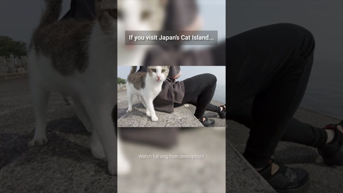Staying on Japan's Cat Island would be like.... #shorts #japan #cat #travel