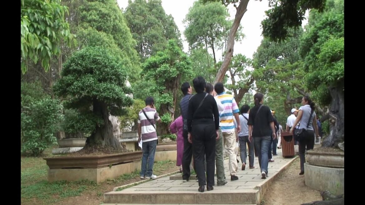 BONSAÏ en CHINE - Huangguoshu (Yangguang) 2008