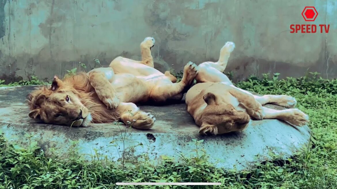 INCROYABLES LIONS AU TOGO 🇹🇬 ||  LE PLUS GRAND ZOO vlog togo vlog lomé vlog afrique visit togo