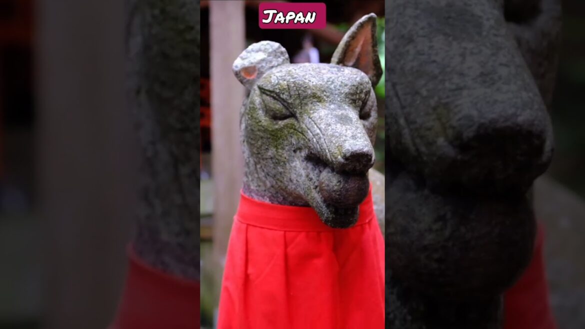 Travel Japan,Kyoto #shorts#japan#travel #tokyo#kyoto#japantravel #trending Travel Japan,Kyoto #shorts#japan#travel #tokyo#kyoto#japantravel #trending