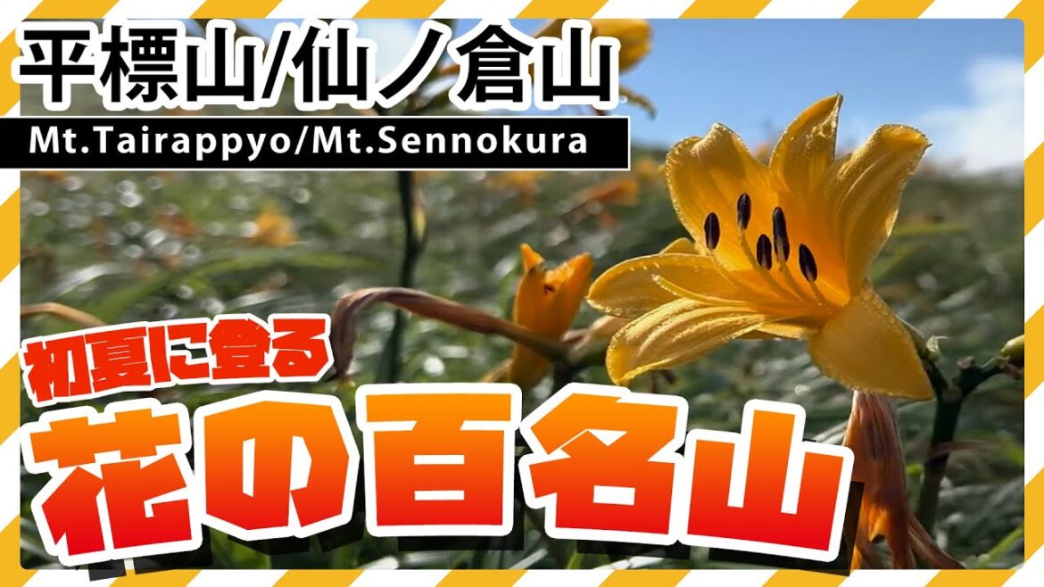 【登山動画】夏の花の百名山 平標山・仙ノ倉山 【登山動画】夏の花の百名山 平標山・仙ノ倉山