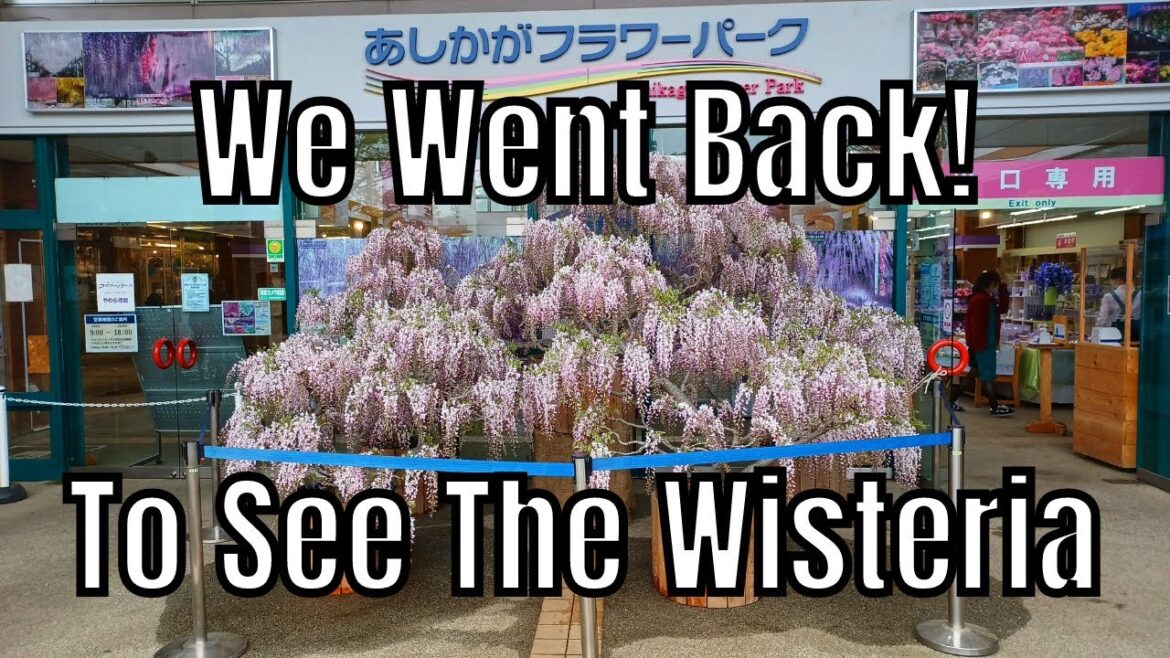 Wisteria at Ashikaga Flower Park Wisteria at Ashikaga Flower Park
