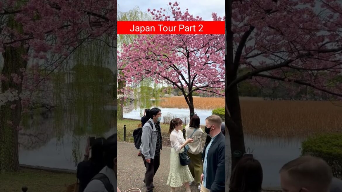 Beautiful Autumn Tree In Japan 😊😊 Japan Tour #shorts #travel #japan #autumn