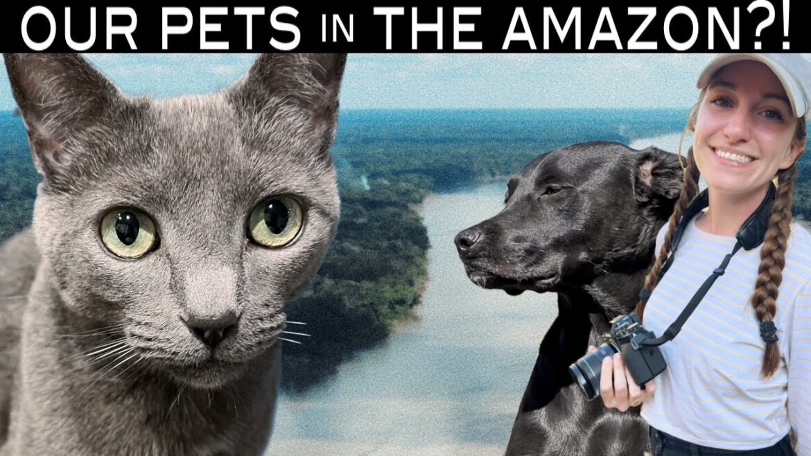 VAN CAT & DOG LOVE THE AMAZON | VANLIFE in PERU #vanlife #roadtrip VAN CAT & DOG LOVE THE AMAZON | VANLIFE in PERU #vanlife #roadtrip