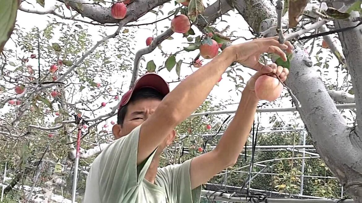 Nakagomi orchard apple picking