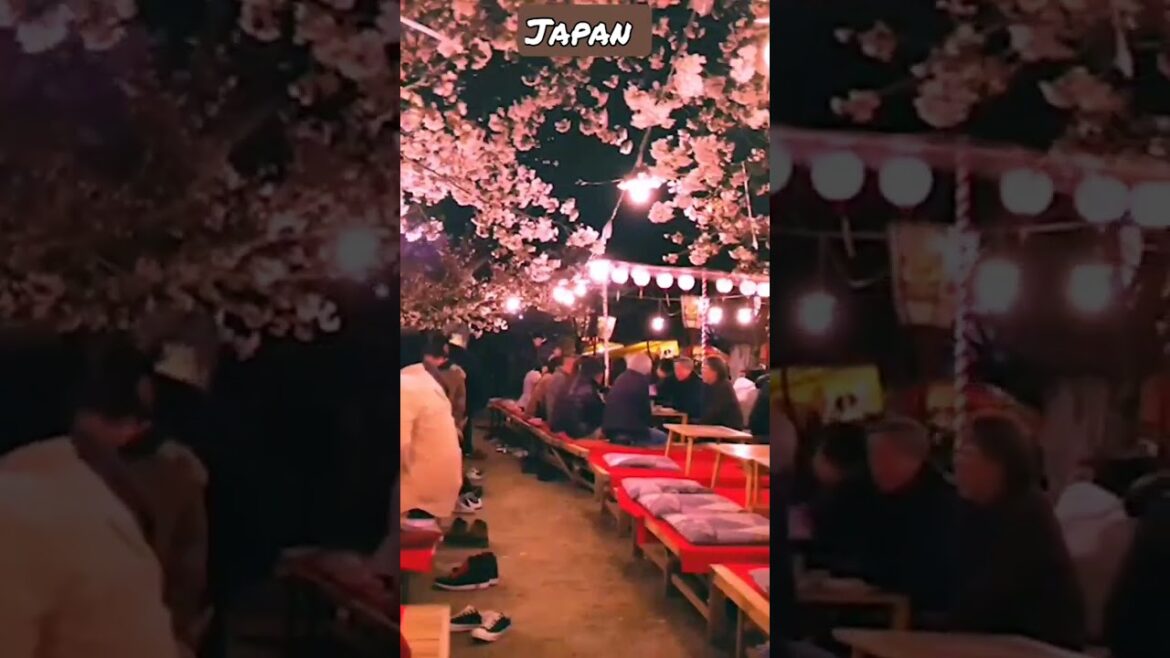 Cherry blossom 🌹🤩Hanami,Kyoto,Japan #travel#japantravel#japan#shorts#short#trending Cherry blossom 🌹🤩Hanami,Kyoto,Japan #travel#japantravel#japan#shorts#short#trending