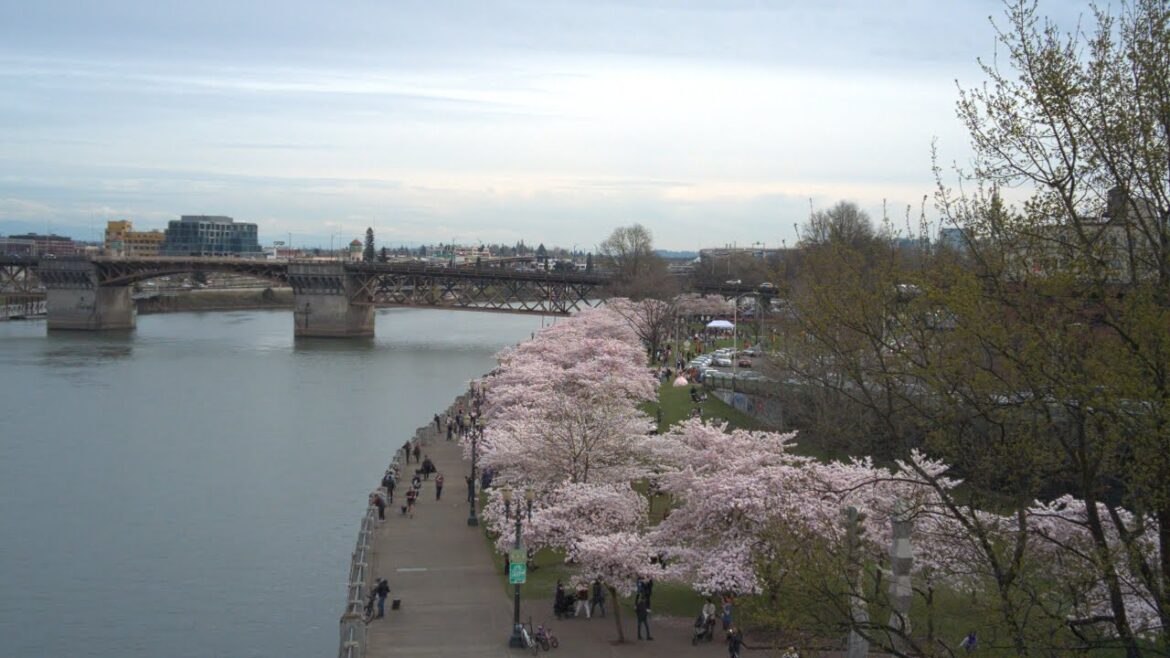 Portland Cherry Blossoms at the Waterfront and Downtown