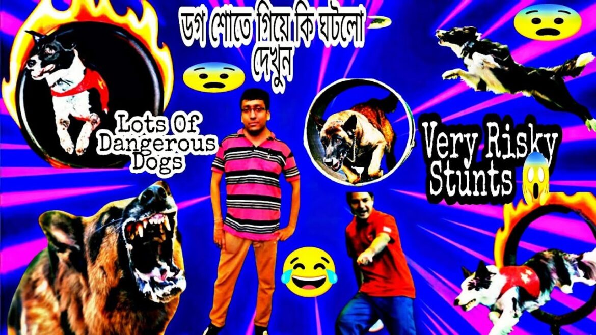 My first DOG SHOW kolkata 2022 india | Calcutta Kennel club |dangerous show of Most Popular Dogs v40 My first DOG SHOW kolkata 2022 india | Calcutta Kennel club |dangerous show of Most Popular Dogs v40