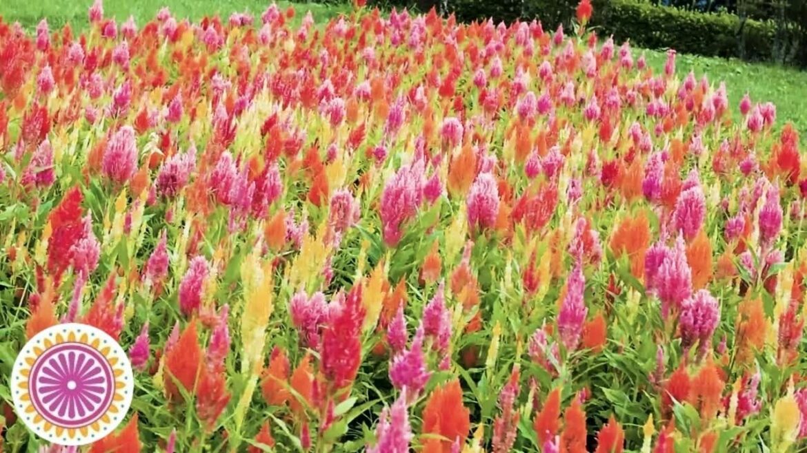 Relaxing Music for stress relief with Nature Relaxation in Japanese Flower Garden/chill nature video