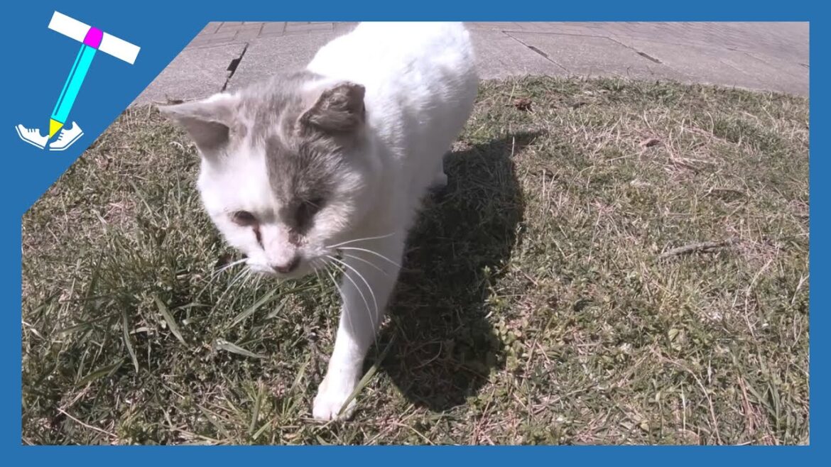 A cat video that only cute stray cats who come to me as soon as their eyes meet and seek nadenade