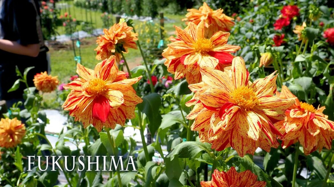 A Crisp autumn day w/ Dahlia Garden  in Fukushima.  福島の初秋の風 #dahlia