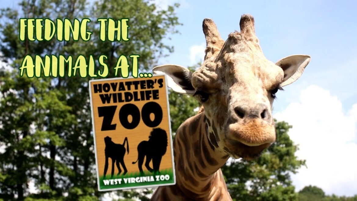 Feeding The Animals At Hovatter's Wildlife Zoo