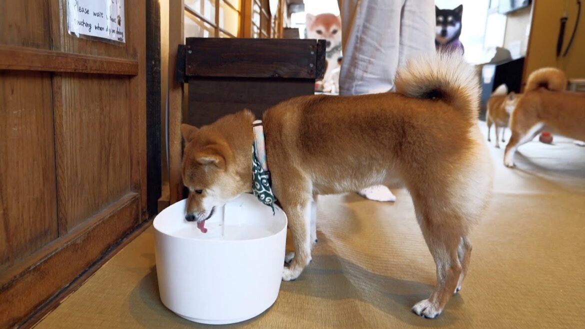 Cute Shiba Inu (Mame Shiba Cafe ) #shorts