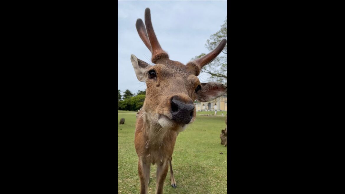 GoPro Travel Japan!!!