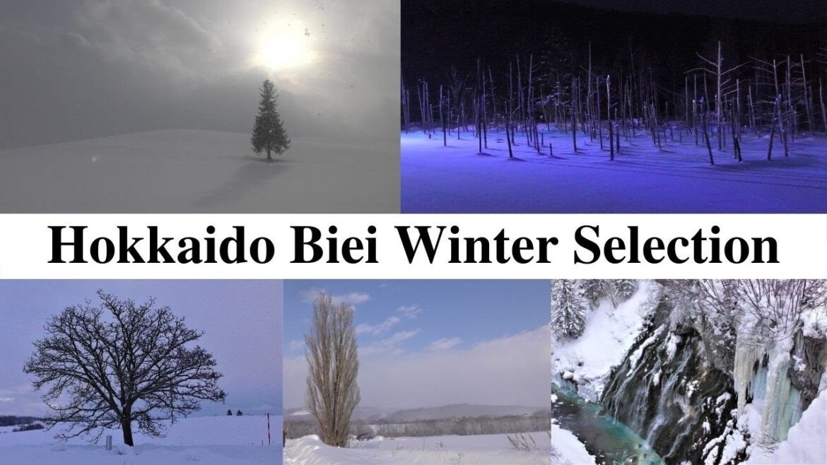 バスツアー　美瑛の冬の観光スポットを巡る