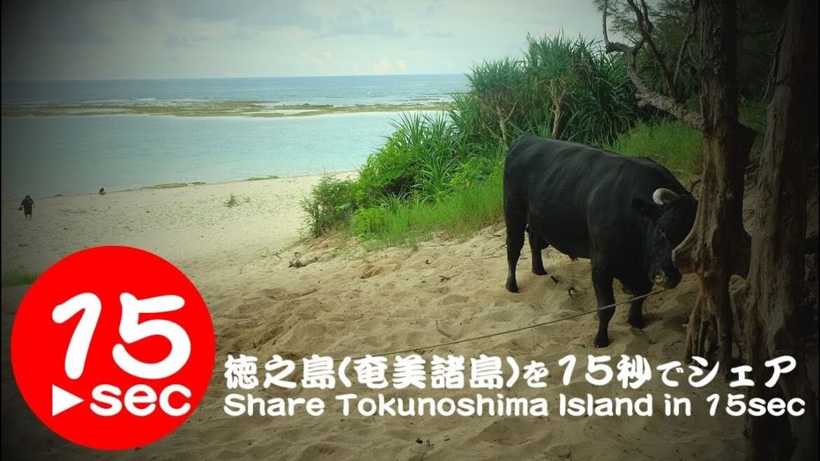 徳之島（奄美諸島）一人旅！観光しておすすめを15秒でシェア。Share Tokunoshima Island Attractions in 15sec,Kagoshima
