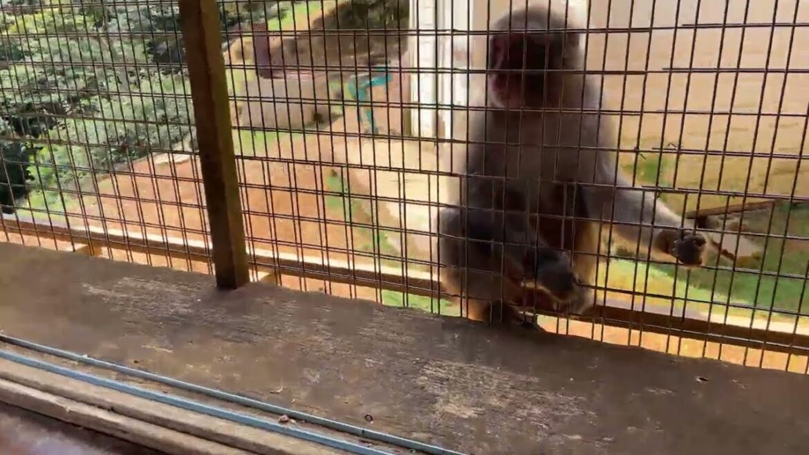 猿 Feeding pineapple to the big monkey at Monkey park 【Kyoto, Japan, Trip, travel,explore】 猿 Feeding pineapple to the big monkey at Monkey park 【Kyoto, Japan, Trip, travel,explore】