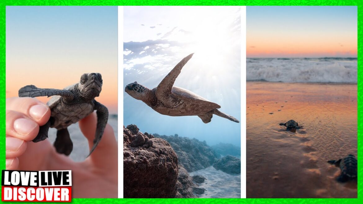 Baby Turtles in Kyrenia, North Cyprus island (Cyprus vlog)