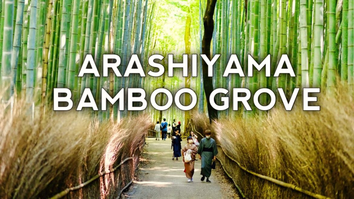 Arashiyama | One of the most beautiful Bamboo Groves in Japan 🇯🇵 Arashiyama | One of the most beautiful Bamboo Groves in Japan 🇯🇵
