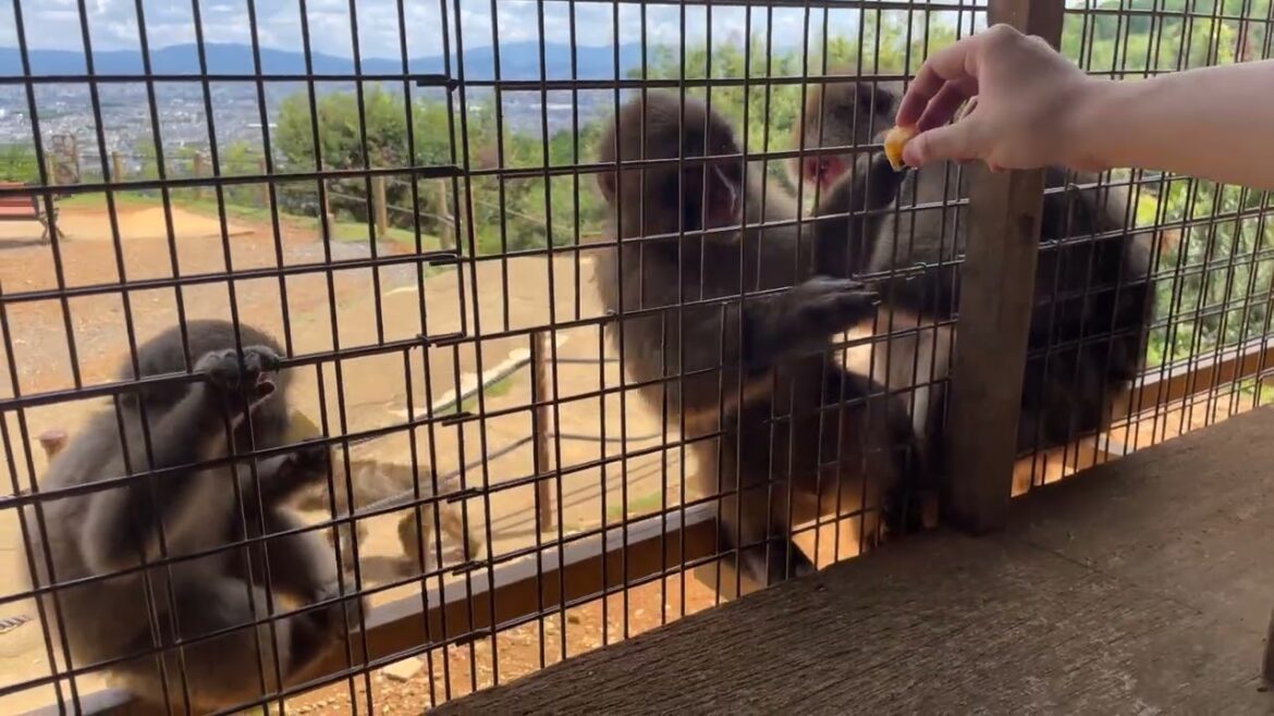 猿 Feeding Delicious pineapple to the baby monkey at Monkey park 【Kyoto, Japan, Trip, travel,explore】