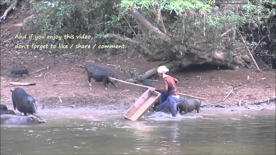 Swimming & Feeding Pigs Along Sekayam River, Indonesia Travel. Babi Berenang Sungai 婆罗洲印尼西加里曼丹原住民部落