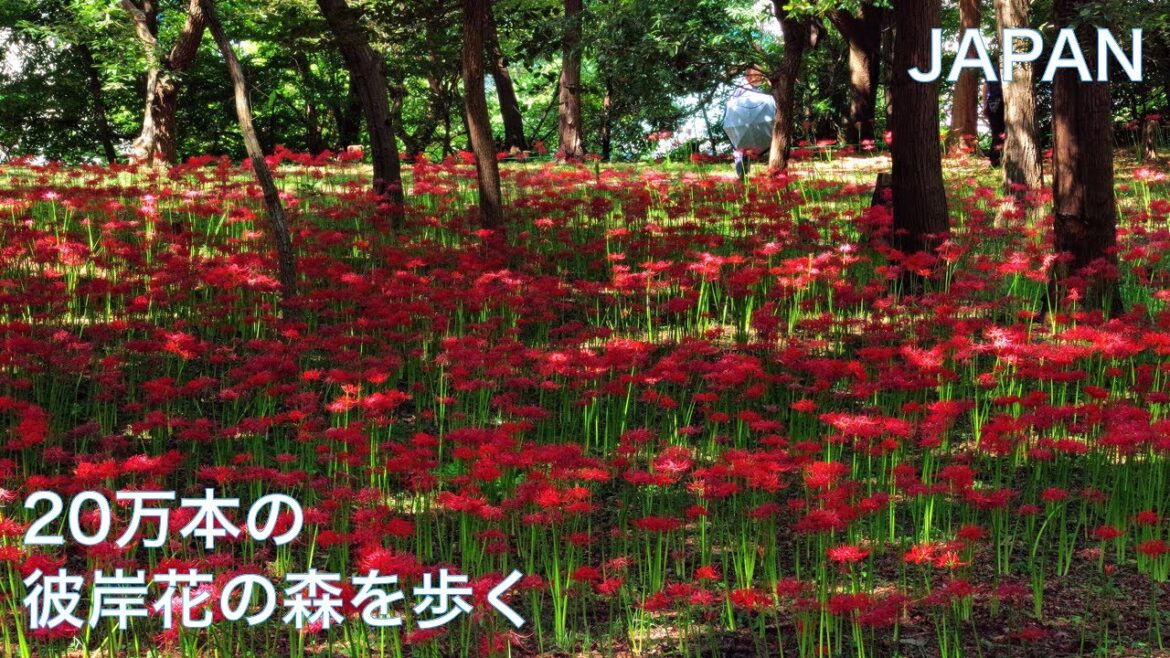 【彼岸花：村上緑地公園】20万本のヒガンバナの森を散策　千葉県八千代市　彼岸花祭り　曼珠沙華　JAPAN TRAVEL in Autumn for Flower (Spider lily)