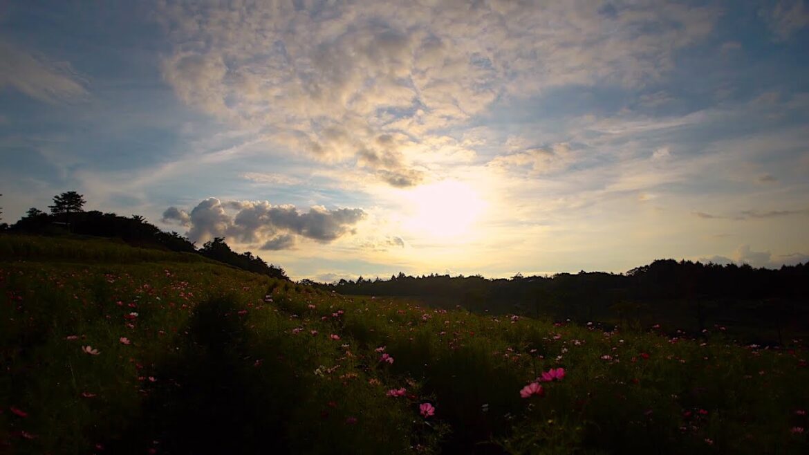 20220913『COSMOS』ロケハン&デイキャンプ -荒船パノラマキャンプフィールド- 20220913『COSMOS』ロケハン&デイキャンプ -荒船パノラマキャンプフィールド-