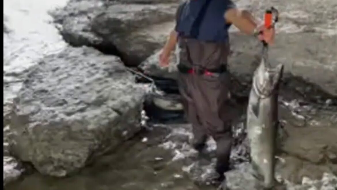 LIVE Somonii Salmon Run 2022 Port Hope Canada Urcarea Somonilor din Lacul Ontario