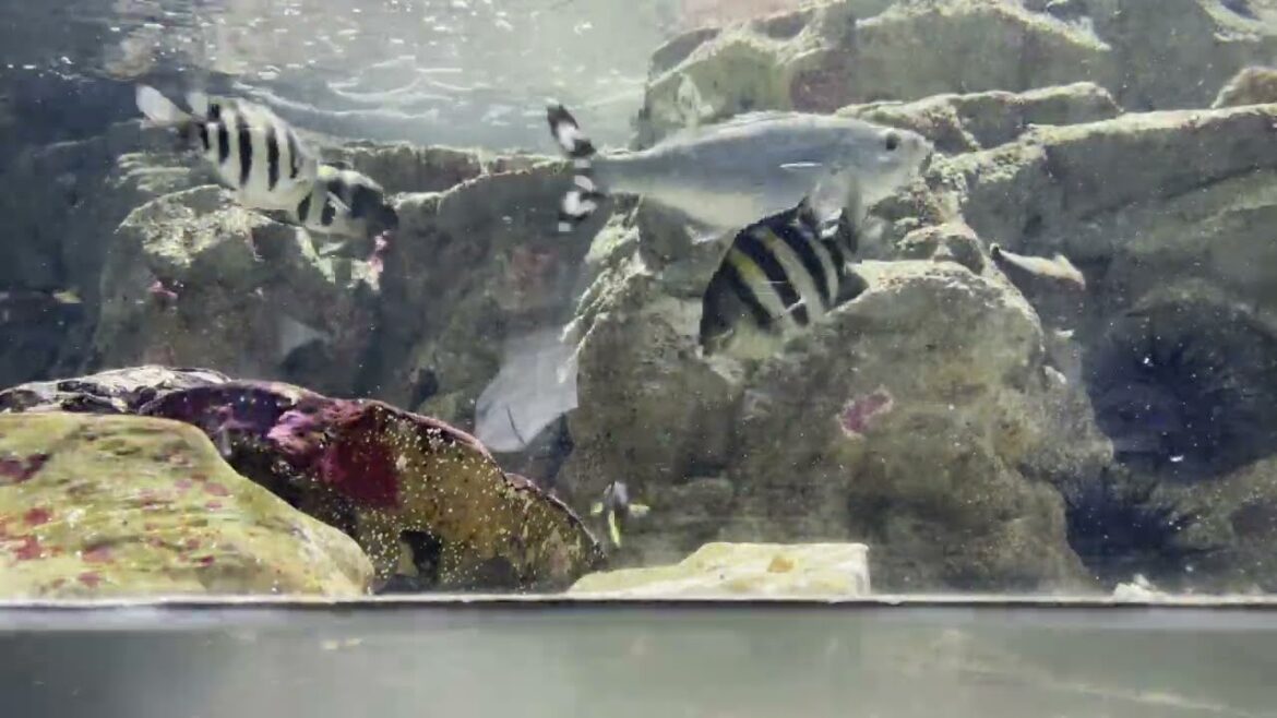 単発|名古屋港水族館に行ってきたよ|名古屋市港区 単発|名古屋港水族館に行ってきたよ|名古屋市港区